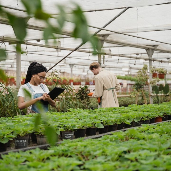 plants, nursery, agriculture-7071785.jpg